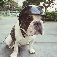 Colorful Plastic Dog Toy Helmet in Multiple Sizes