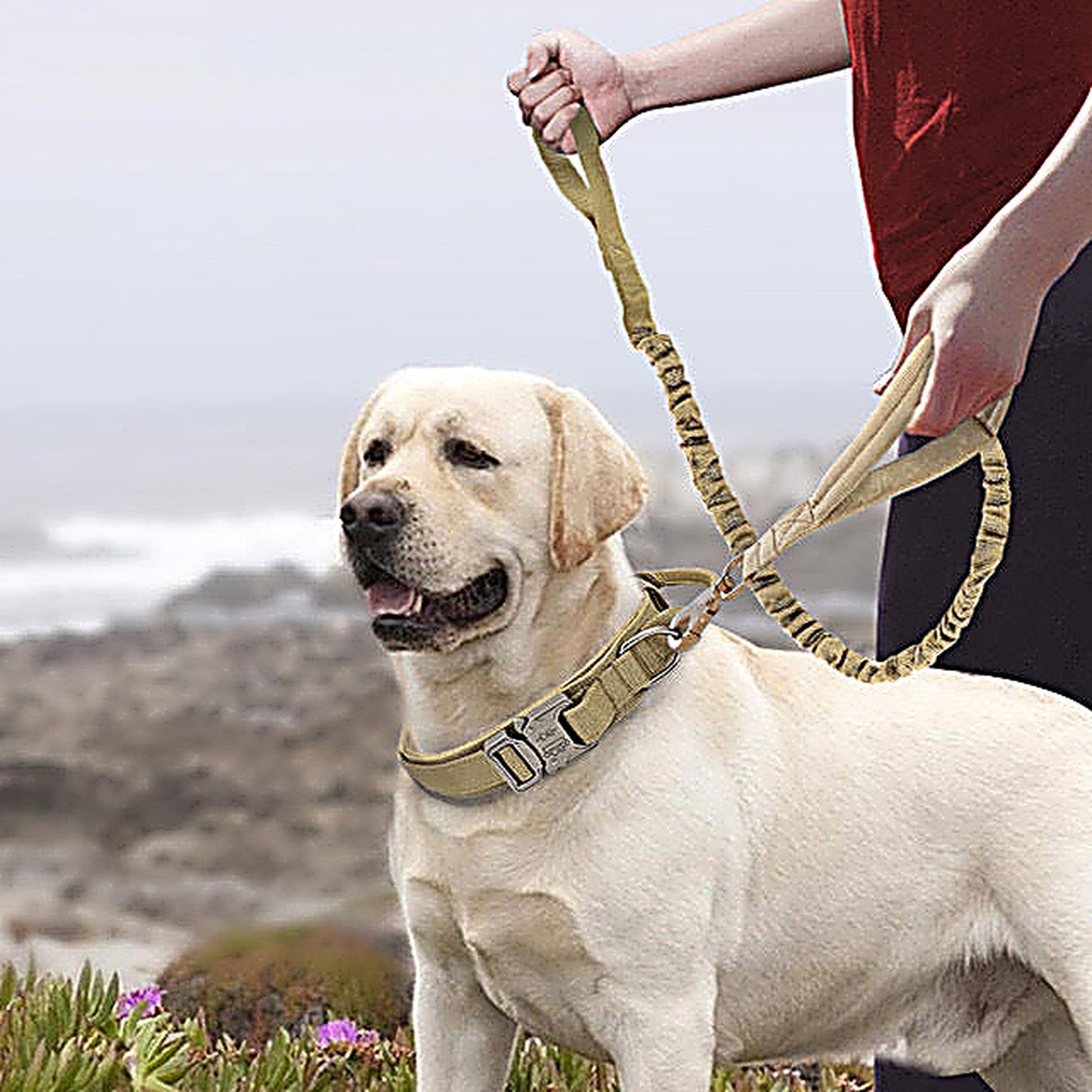 Nylon Dog Collar with Neoprene Padding for Medium & Large Dogs
