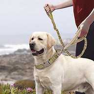 Nylon Dog Collar with Neoprene Padding for Medium & Large Dogs