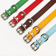 Durable Polypropylene Standard Dog Collar in Multiple Colors
