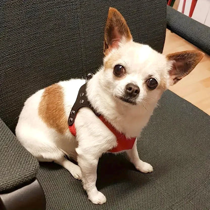 New Pet Dog Harness Soft Leather Dog Harness+ Leash Cute Glass Pattern Harness Attaching Strong Leash For Different Breeds S M L