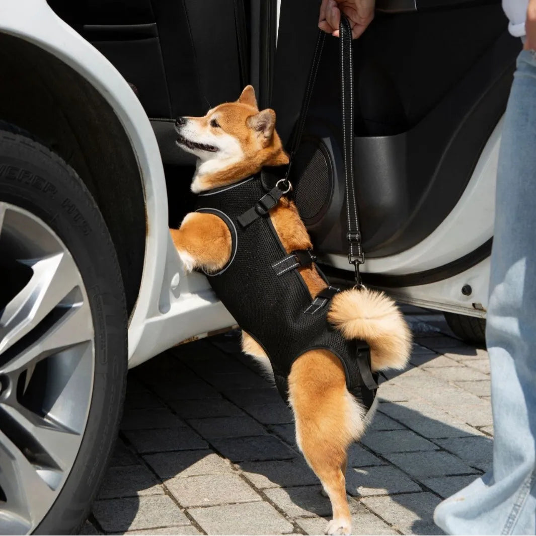 Summer Dog Lift Harness,Dog Assistance Strap,Adjustable Pet Support & Rehabilitation Sling Lift,for Joint Injuries,Disabled Dogs