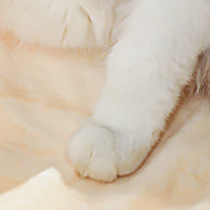 2af3a51ffe9b0c3eb77d1a5b81ebac52
